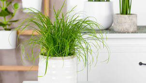 Katzengras – Cyperus zumula 