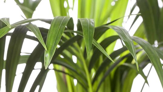 Als Zimmerkultur in geeigneten Gefässen gehalten wird die Kentia-Palme bis zu 3 m hoch. An ihrem natürlichen Standort kann die Pflanze hingegen bis zu 17 m hoch werden.