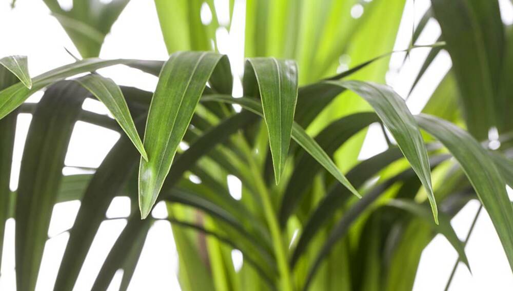 Grnlilie  Chlorophytum comosum | Hauenstein AG