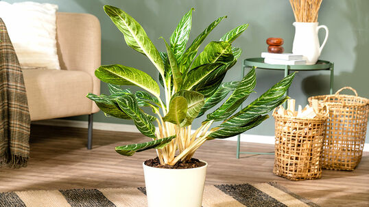 Der botanische Name des Kolbenfadens – Aglaonema – stammt aus dem Griechischen; agláos bedeutet «herrlich», néma «Faden».