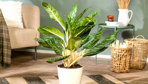 Kolbenfaden – Aglaonema