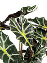 Die Blattform der Alocasia kann, abhängig von der Art, stark variieren.