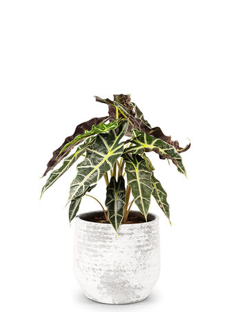 Insgesamt existieren 80 unterschiedliche Arten des Pfeilblatts.