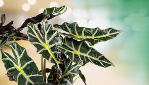 Pfeilblatt – Alocasia