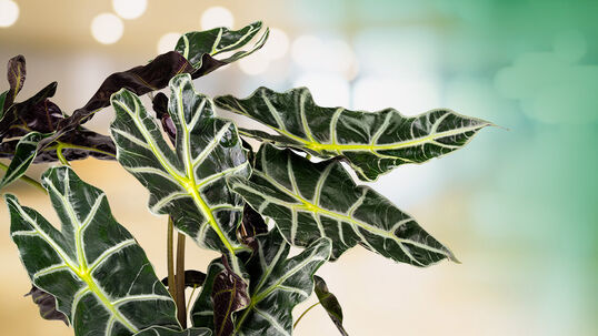 Insgesamt existieren 80 unterschiedliche Arten des Pfeilblatts.