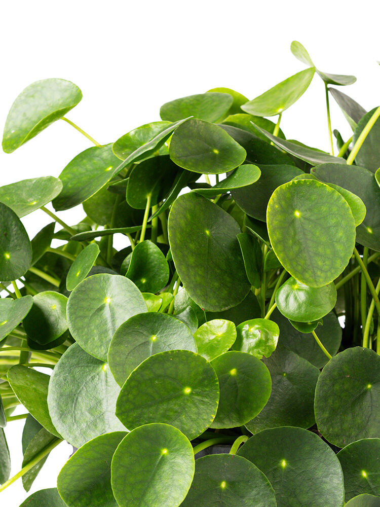 bio saatgut getreide BIO Saatgut Getreide Waldstaudenroggen – Biogartenladen