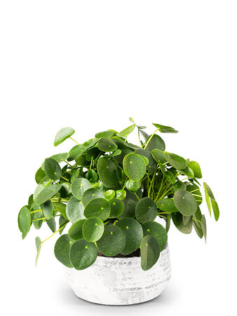 Ufopflanze – Pilea peperomioides