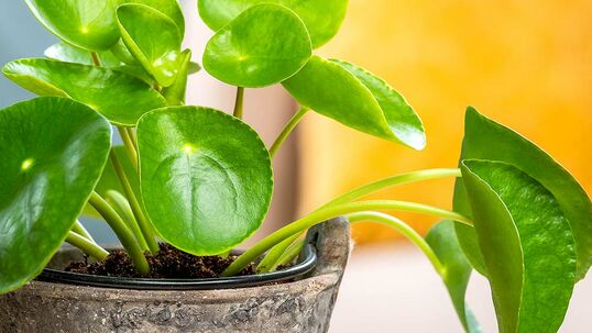 Die Ufopflanze wurde in den 1940er Jahren nach Europa eingeführt und wächst im Ursprungsgebiet China auf bis zu 3000 Metern Höhe.