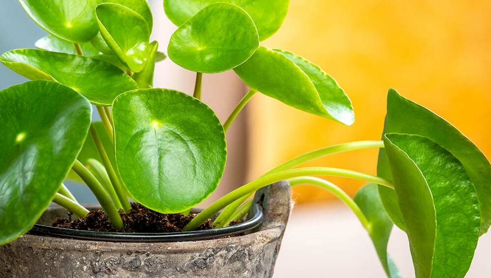 Dieffenbachie  Dieffenbachia | Hauenstein AG