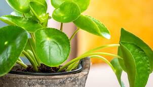 Ufopflanze – Pilea peperomioides