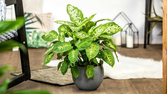 Meistens nimmt die Dieffenbachie mehr Wasser auf, als sie im Moment benötigt – überschüssiges Wasser gibt die Pflanze über ihre Poren an den Blattspitzen ab.