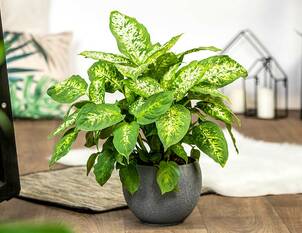 Dieffenbachie – Dieffenbachia