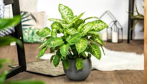 Dieffenbachie – Dieffenbachia