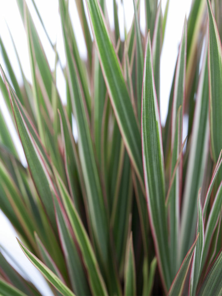 Drachenbaum  Dracaena | Hauenstein AG