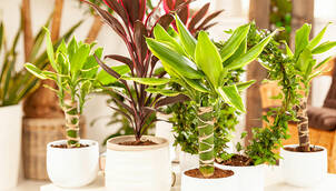 Drachenbaum – Dracaena