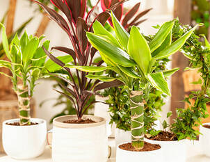 Drachenbaum – Dracaena