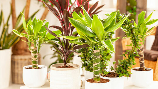 Als Zimmerpflanzen sind besonders der schmal- und der breitblättrige Drachenbaum weit verbreitet.