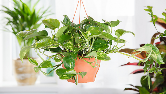 Die Efeutute ist aufgrund ihrer lang wachsenden Ranken ideal für Ampel- oder sonstige Bepflanzungen, die in die Höhe gehen.