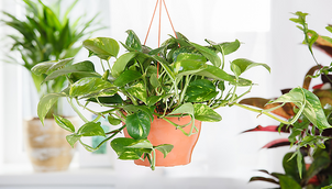 Goldranke / Goldene Efeutute – Epipremnum aureum