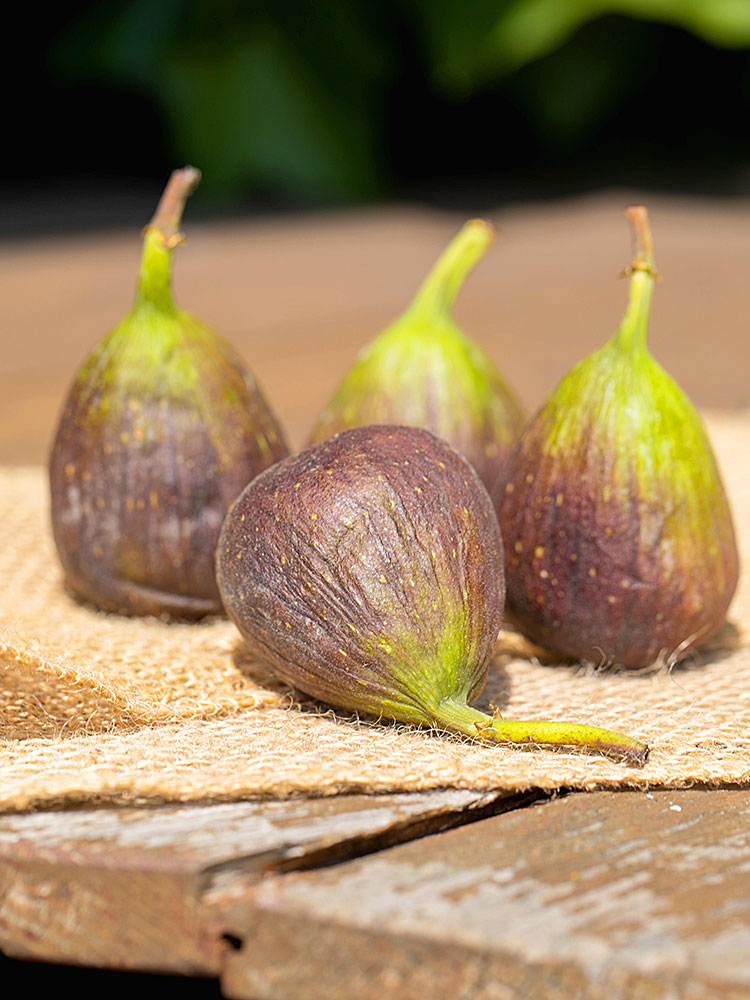 Die Feige Ficus carica Hauenstein AG
