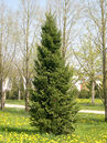 Abies alba 'Pyramidalis'