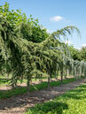 Cedrus deodara 'Pendula'