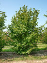 Corylus avellana