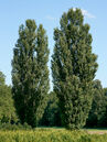 Populus nigra 'Italica'