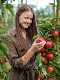 Wann ist der richtige Zeitpunkt zum ernten und geniessen? In unseren Reifetabellen ist das übersichtlich dargestellt.