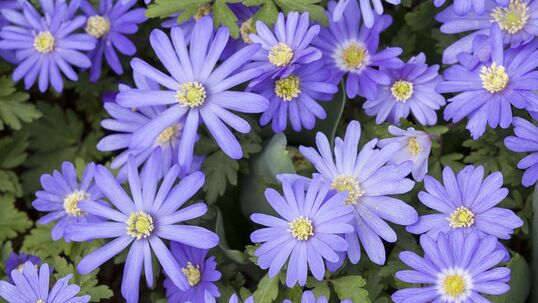 Den Blütenreigen eröffnet das etwa 10 cm hohe Balkan-Windröschen, Anemone blanda.
