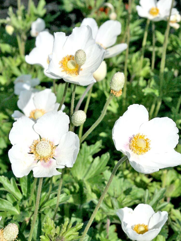 Anemone: Pflanze des Jahres 2023 | Hauenstein AG