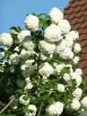 Gefüllter Schneeball, Viburnum opulus 'Roseum', bildet zuerst grünliche, dann leuchtend weisse Blütenbälle.