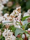 Lorbeerschneeball, Viburnum tinus 'Eve Price', trägt seine zartrosa bis weissen, duftenden Blütendolden im Winter.