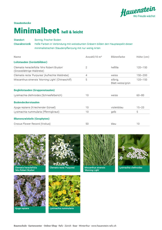 Staudenhecke Minimalbeet (hell & leicht)