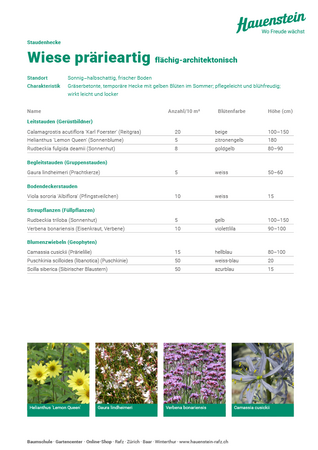 Staudenhecke Wiese prärieartig (flächig-architektonisch)