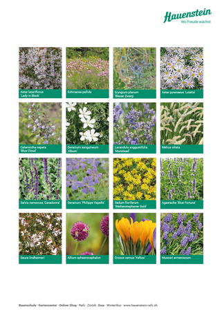 Staudenmischpflanzung Black Lady