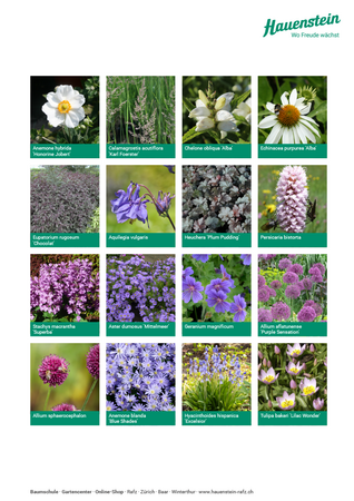 Staudenmischpflanzung Blütensaum (einheimisch)