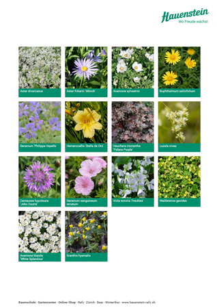 Staudenmischpflanzung Blütensaum Veitshöchheim