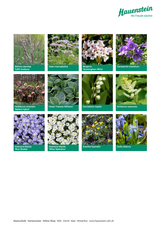 Staudenmischung Blütenschatten