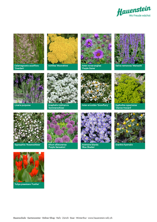 Staudenmischpflanzung Blütenschleier Bernburg