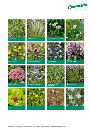 Staudenmischpflanzung Blütensteppe (einheimisch)