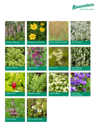 Staudenmischpflanzung Blütenwinter