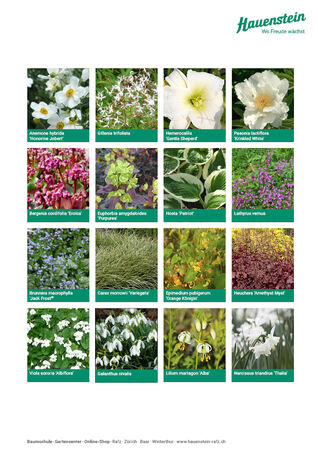 Staudenmischpflanzung Brautsaum