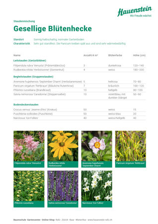 Staudenmischung Gesellige Blütenhecke