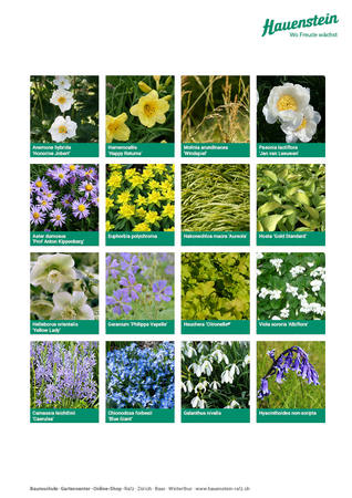 Staudenmischpflanzung Goldsaum