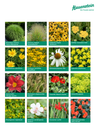 Staudenmischpflanzung Indian Sunset