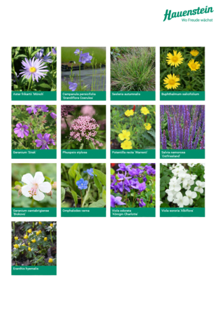 Staudenmischpflanzung Perennemix