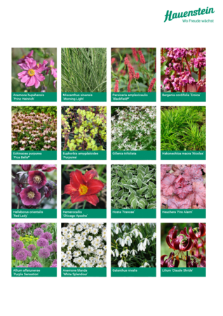 Staudenmischpflanzung Rubinsaum Veitshöchheim