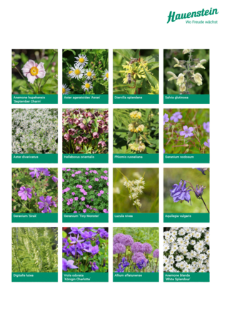 Staudenmischpflanzung Schattenperle