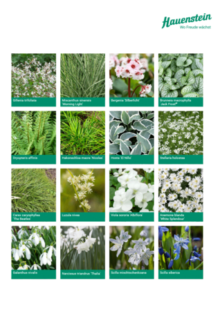 Staudenmischpflanzung Schattensilber